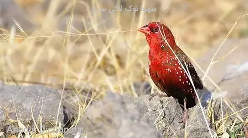 سهره نوک لاکی سرخ